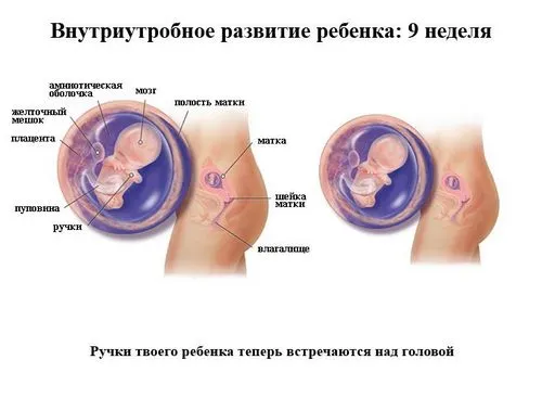 вагітності.