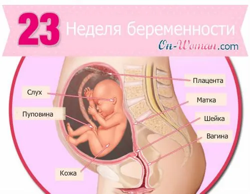 22 тиждень вагітності скільки це місяців