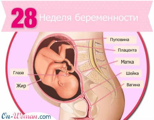 28 тиждень вагітності фото