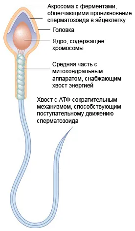 фізіологія запліднення запліднення