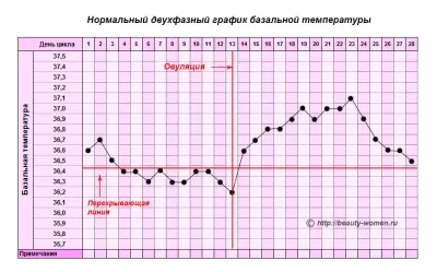 графік базальної температури при вагітності приклад