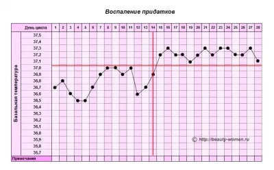 графік базальної температури при вагітності приклад