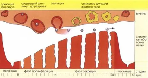 Дні зачаття перед і після місячних коли найкращий час для вагітності