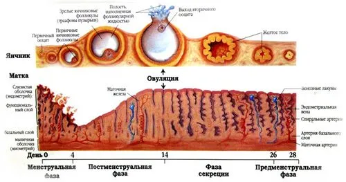 Дні зачаття перед і після місячних коли найкращий час для вагітності
