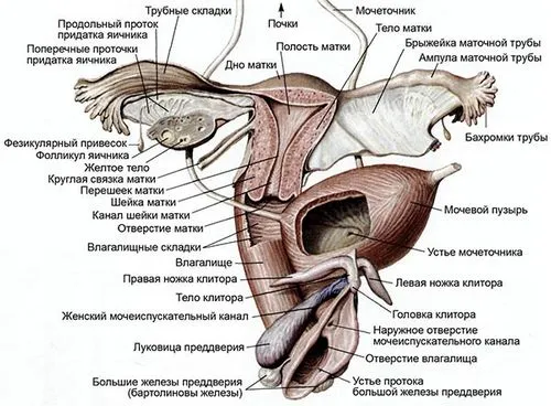 фізіологія запліднення ооцит