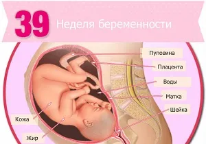 слизова пробка перед пологами