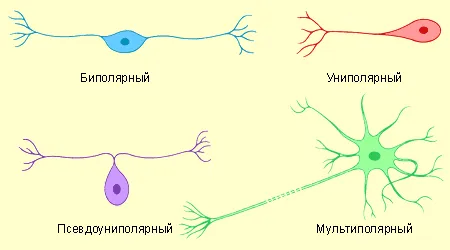 сполучна