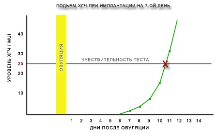 циклі