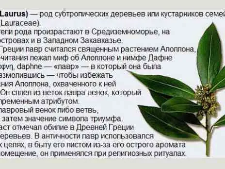 як перервати вагітність лавровим листом