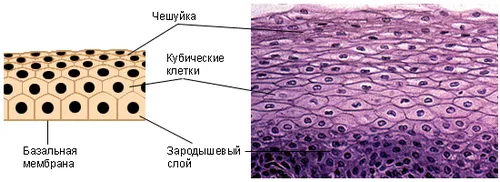 заняття