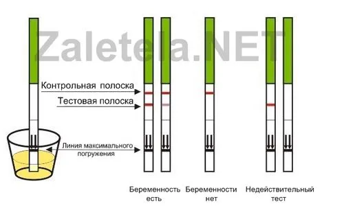як користуватися тестом на вагітність
