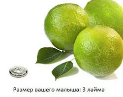 вагітність 20 тижнів