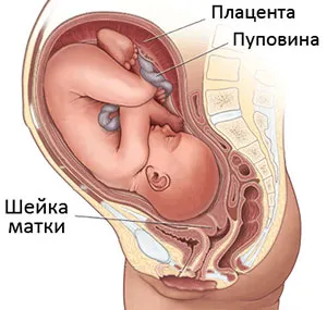 шийка матки при вагітності розміри