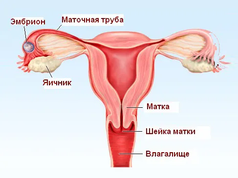 біль при вагітності з лівого боку