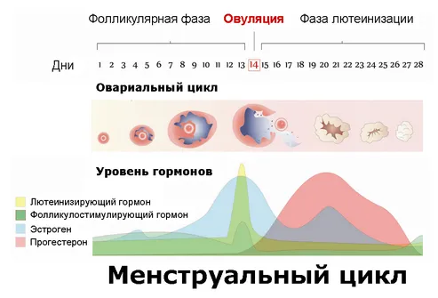 Після критичних днів можна завагітніти на який день можна завагітніти після критичних