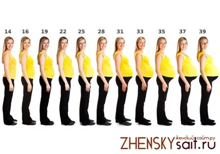 на якому тижні починає рости живіт у вагітних