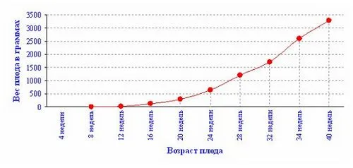Вага плоду в 21 22 тижні 21 тиждень вагітності вага плода
