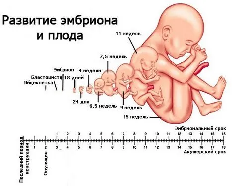 вагітність 7 тижнів серцебиття