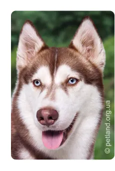 Husky Siberian (husky Siberian)