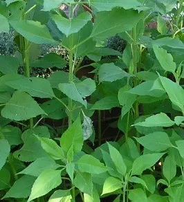 Tünetek az allergia, hogy a dohányzás