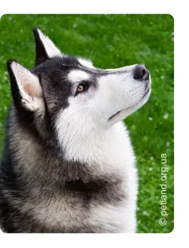 Husky Siberian (husky Siberian)