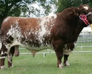 Shorthorn szarvasmarha fajta