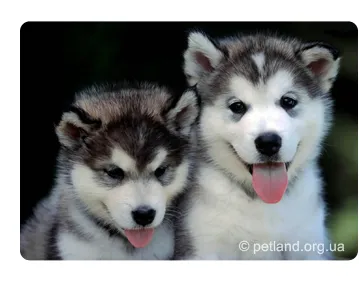 Husky Siberian (husky Siberian)