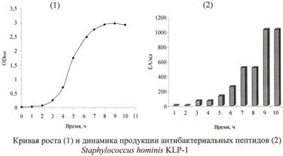 Tulpina staphylococcus hominis KLP-1 - producerea compușilor cu greutate moleculară joasă de peptide care inhibă