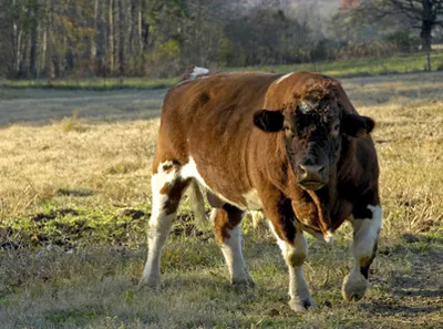 Shorthorn marhahízlalás