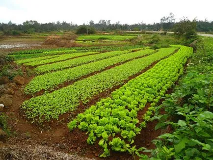 numire gunoi de grajd verde, o listă de plante și de cultivare