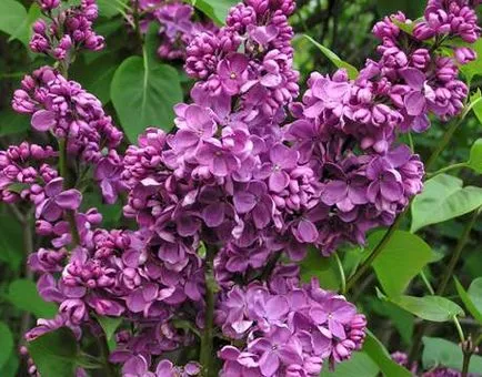 cultivare Lilac și îngrijire