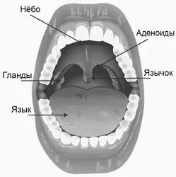 аденоїди
