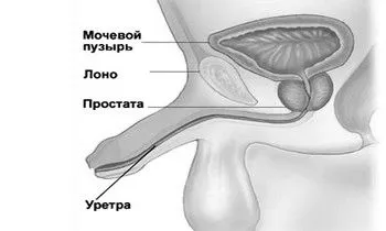 Чи буває кольпіт у чоловіків: міфи і реальність як лікувати чоловіка якщо у жінки кольпіт