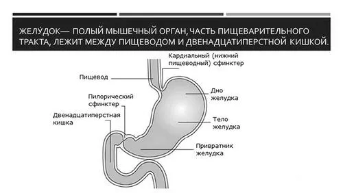 шлунок
