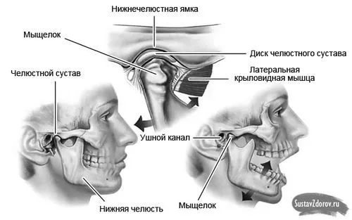 суглоба