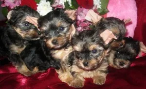 Mennyibe kerül a Yorkshire terrier (kölykök ár), „hogy mancs”