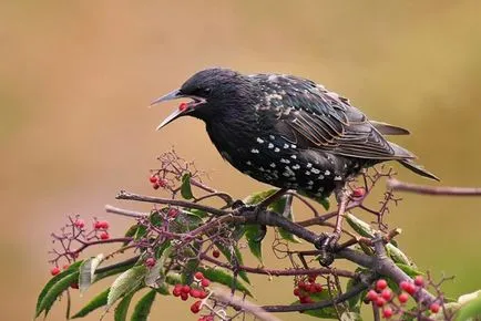 Starling (Sturnus vulgaris) típusainak leírása, tartalom, hang, videó,