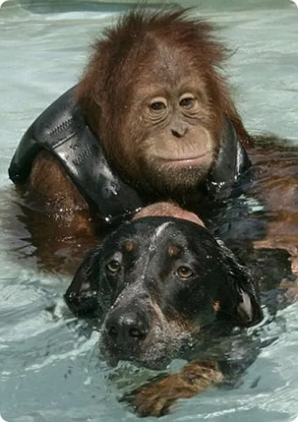 Куче и орангутан - история за приятелството - окото на света на информационно-аналитичен портал