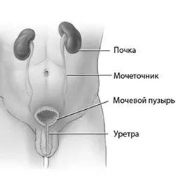 чоловіків