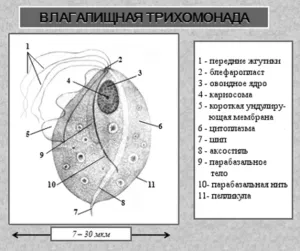 як лікувати кишкову трихомонаду
