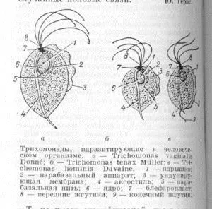 трихомонада
