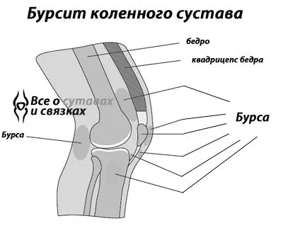 колінного