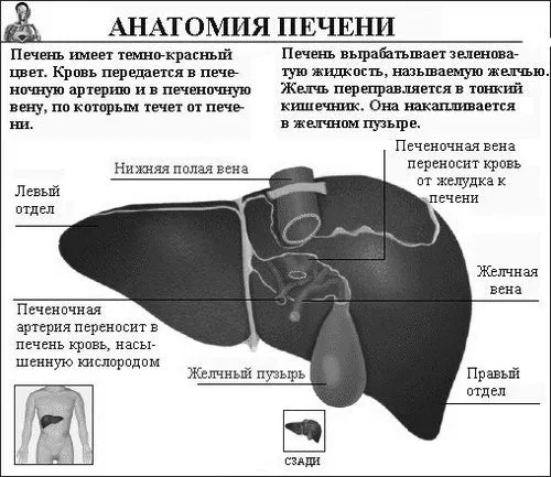 печінки