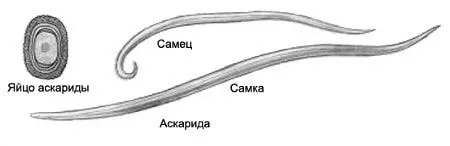 легенях