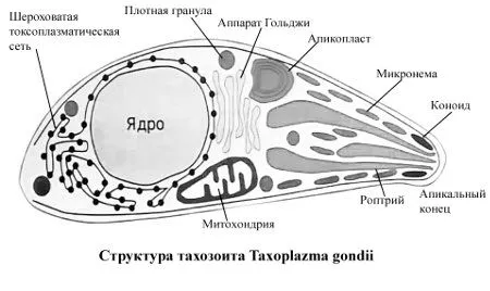 людини