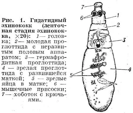 живуть