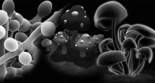 Грибок народне лікування лікування