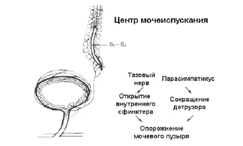 жінці