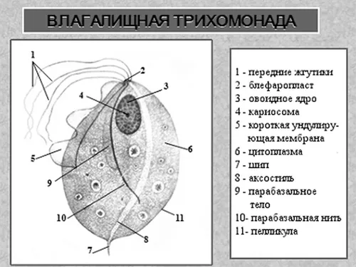 передається