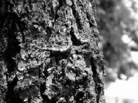 дуба